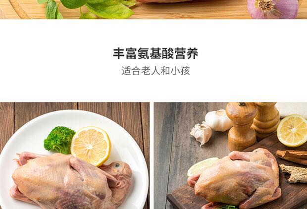 鸽子2.jpg