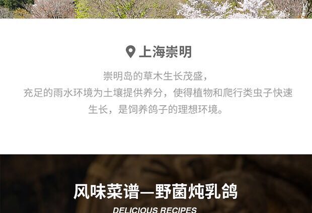 鸽子88.jpg
